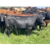 Image 11 : Lone Star Cattle Co. - 1040# September Delivery Grass Steers - 530 Head (Buck Lake, AB)
