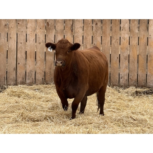 Marcinek Cattle Company - 3 Red Simm/Angus X Bred Heifers (Condor, AB)