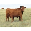 Image 8 : Andrew Ranching - 520# Steer Calves - 90 Head (Rolling Hills, AB)
