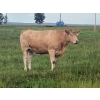 Image 7 : Andersen River Ranching - 1020# October Delivery Grass Heifers - 180 Head (Drayton Valley, AB)