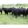 Image 5 : Taylor Enterprises Inc. - 875# September Delivery Grass Heifers - 210 Head (Wawota, SK)