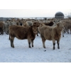 Image 4 : Vossepoel Cattle Co. - 595# December Weaned Heifers - 198 Head (Tilley, AB)