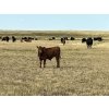 Image 12 : Dar-Lin Ranching - 550# November Delivery Steer Calves - 110 Head (Big Stone, AB)