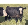 Image 4 : Gordon, Amanda & Chance Whittemore - 780# October Delivery Steer Calves - 75 Head (Elnora, AB)