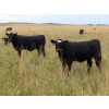 Image 4 : Leib Farm & Ranch Ltd. - 715# November Delivery Steer Calves - 85 Head (Southey, SK)