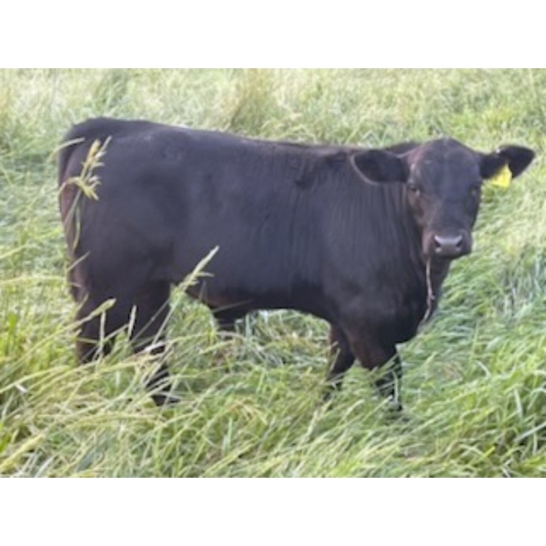 Brad, Kelly & Oliver Deschamps - 610# October Delivery Steer Calves - 100 Head (Patricia, AB)