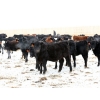 Image 4 : Brock & Garett Thompson - 720# April/May Delivery Heifers - 83 Head (Carnduff, SK) VBP+