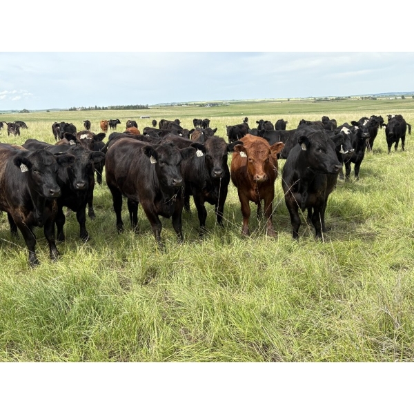 RJ Bart Stock Corp. - 1000# August Delivery Grass Heifers - 340 Head (High River, AB)