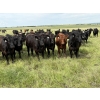 Image 1 : RJ Bart Stock Corp. - 1000# August Delivery Grass Heifers - 340 Head (High River, AB)