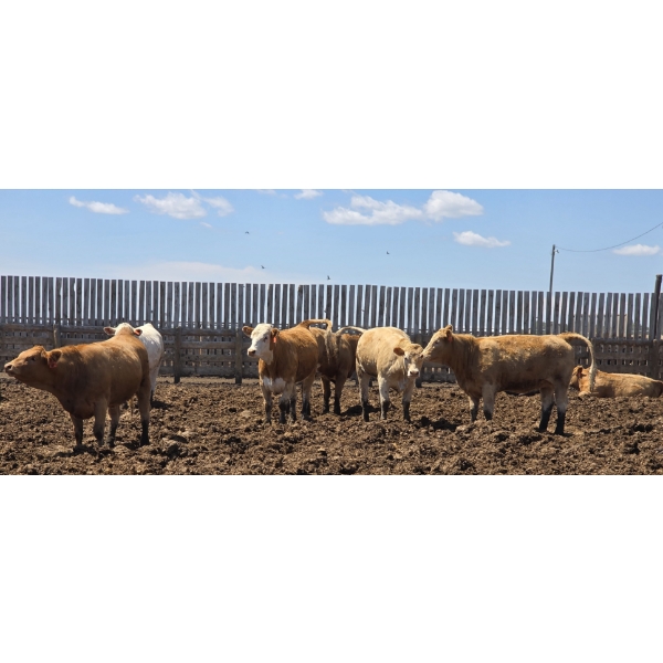 Cattlewood Farms Ltd. - 945# June/July Delivery Heifers - 35 Head (Fincastle, AB)