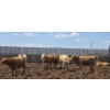 Image 1 : Cattlewood Farms Ltd. - 945# June/July Delivery Heifers - 35 Head (Fincastle, AB)