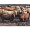 Image 6 : Lesher Lane Enterprises - 910# July Delivery Heifers - 204 Head (Lacombe, AB)