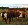 Image 7 : Out West Ranches Ltd. - 610# October Delivery Steer Calves - 100 Head (Williams Lake, BC)