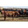 Image 6 : M.S. MacLean Livestock - 10 BBF/RBF/Red Replacement Heifers (Coaldale, AB)