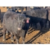 Image 10 : Habraken Farms Ltd. - 830# April Delivery Heifers - 64 Head (Scandia, AB)