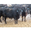 Image 13 : D & N Livestock - 740# March/April Delivery Steers - 160 Head (Peebles, SK) VBP+