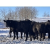 Image 2 : Woodland Farms - 1000# January Delivery Open Heifers - 80 Head (Keephills, AB)