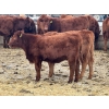 Image 11 : Meyer Cattle Inc. - 580# December Delivery Weaned Heifers - 50 Head (Lethbridge, AB)
