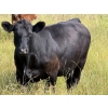 Image 9 : Riverbend Ranch - 1000# October Delivery Grass Steers - 120 Head (Coronation, AB)