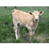 Image 10 : Circus Coulee Cattle - 530# November Delivery Heifer Calves - 100 Head (Dorothy, AB)