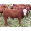 Image 9 : Mebs Ranch - 675# Steer Calves - 115 Head (Broadview, SK) VBP+