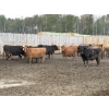 Image 4 : Cunningham Cattle Co. - 1675# Grain Fed Cows - 72 Head (Sundre, AB)