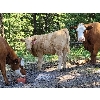 Image 4 : Joe & Elaine Ward - 680# Heifer Calves - 33 Head (Kamloops, BC)