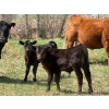 Image 4 : Sand Creek Enterprises - 630# October Delivery Steer Calves - 46 Head (Duchess, AB)