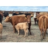 Image 3 : Hiebert Farms - 595# October Delivery Heifer Calves - 110 Head (Gem, AB)