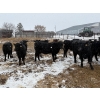 Image 5 : Chris, Debbie & Dwayne Wimmer - 710# March Delivery Steers - 90 Head (Lundar, MB)