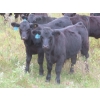 Image 2 : Clay Ridge Stock Farms Inc. - 560# November Delivery Steer Calves - 100 Head (Fairlight, SK)