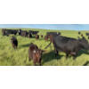 Image 10 : FA7 Ranch - 630# October Delivery Steer Calves - 100 Head (Piapot, SK)