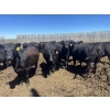 Image 2 : Peter & Diane Kooy - 865# June Delivery Heifers - 105 Head (Nobleford, AB)