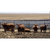 Image 7 : Cattlewood Farms Ltd. - 750# May Delivery Heifers - 100 Head (Swalwell, AB)
