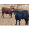 Image 9 : Justin Tateson - 925# March Delivery Steers - 70 Head (Scandia, AB)