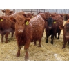 Image 8 : RBD Ranch - 950# February Delivery Steers - 62 Head (Milestone, SK)
