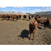 Image 4 : SVM Farms - 630# May Delivery Steers - 67 Head (Vauxhall, AB)