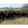 Image 2 : Richards Family Farms & Livestock Ltd. - 725# October Delivery Grass Heifers - 85 Head (Bangor, SK) 