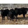 Image 2 : Calvin Reykdal - 775# March Delivery Steers - 160 Head (Vogar, MB) VBP+