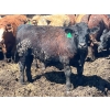 Image 18 : Lenny Brubacher - 1165# July Delivery Steers - 104 Head (Winnipegosis, MB)