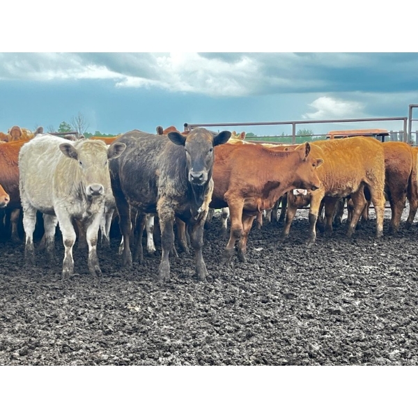 Larnie's Bar 3K Ranch - 740# July Delivery Heifers - 136 Head (Onoway, AB)