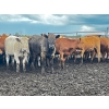 Image 1 : Larnie's Bar 3K Ranch - 740# July Delivery Heifers - 136 Head (Onoway, AB)
