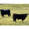 Image 2 : Starland Colony - 680# October Delivery Steer Calves - 60 Head (Drumheller, AB)