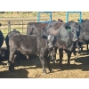 Image 14 : Thurston Newall Farms - 580# October Delivery Steer Calves - 105 Head (Nightingale, AB)
