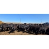Image 8 : Amber Mountain Farms - 690# May Delivery Heifers - 200 Head (Vauxhall, AB)