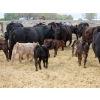 Image 6 : South Ridge Simmentals - 13 Black/BBF/BWF Pairs (Monarch, AB)