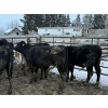 Image 4 : CS Livestock - 710# March Delivery Steers - 19 Head (Rimbey, AB)