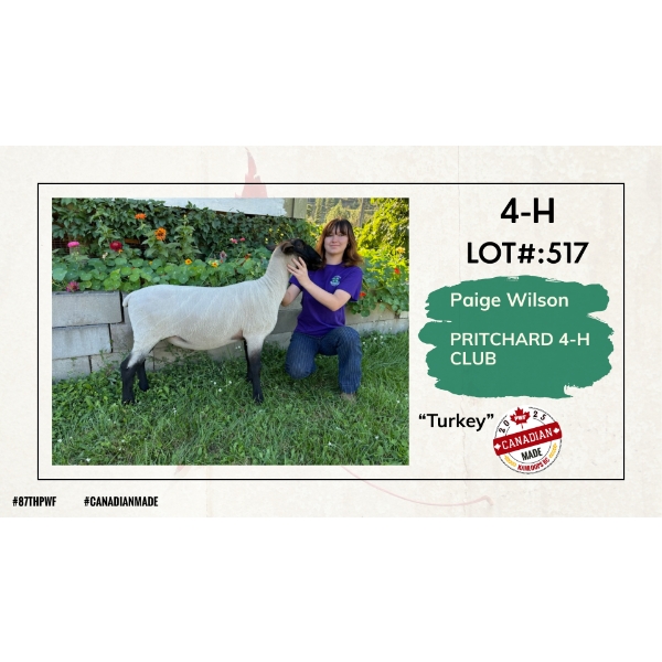 4-H Sheep - Paige Wilson - Pritchard 4-H Club