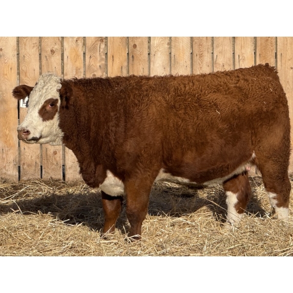 Marcinek Cattle Company - 4 Red Goggle Eye Simm/Angus X Bred Heifers (Condor, AB)