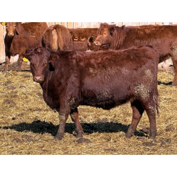 Scott & Gail Sapergia - 15 Red Simm X November Delivery Bred Heifers (Hays, AB)